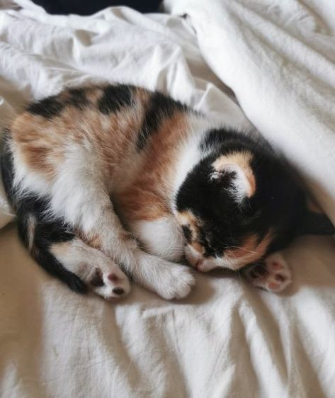 Calico Kitten Aesthetic, Calico Kittens, Calico Cats, Wild Baby, Calico Kitten, Cute Small Animals, Pets 3, Sleepy Cat