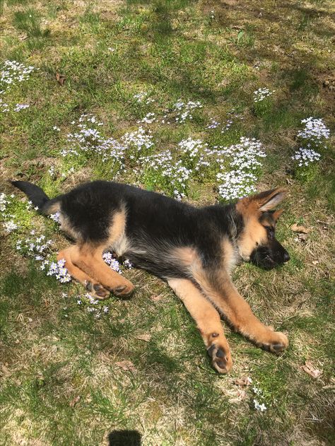 German Shepherd Puppy, Shepherd Puppy, German Shepherds, German Shepherd, A Dog, Puppies, Pet, Flowers