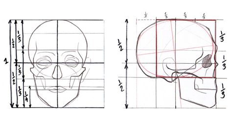 The proportions of human skull Head Proportions, Drawing The Human Head, Drawing Proportions, Skull Anatomy, Facial Proportions, Face Proportions, Skull Reference, Skull Sketch, Human Anatomy Drawing