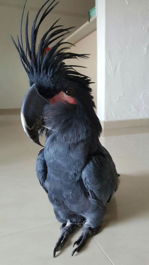 Black Palm Cockatoo... what a beauty! Black Palm Cockatoo, Palm Cockatoo, Umbrella Cockatoo, Black Parrot, Pet Birds Parrots, Pet Parrot, Birds Parrots, Cele Mai Drăguțe Animale, Black Umbrella