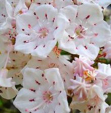 Mountain Laurel, Unusual Flowers, Unique Flowers, Exotic Flowers, Ranunculus, Flower Beauty, Beautiful Blooms, Plants And Flowers, Ikebana