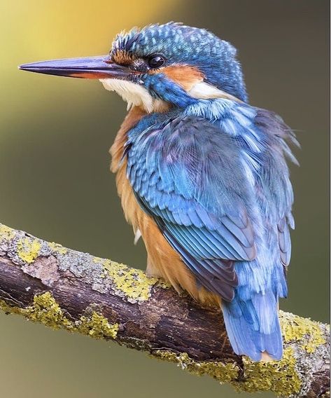 Kingfisher Painting, Kingfisher Bird, Most Beautiful Birds, Australian Birds, Airbrush Art, Bird Pictures, Exotic Birds, Birdwatching, Bird Drawings