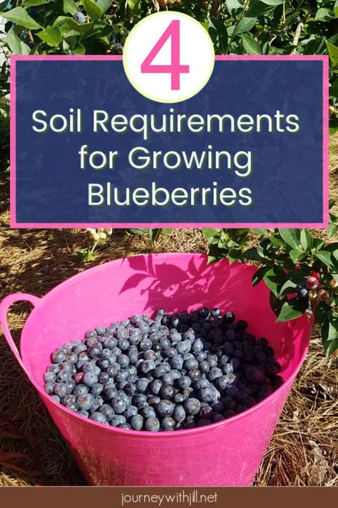 Grow Blueberries, Blueberry Gardening, Growing Blueberries, Blueberry Bushes, Organic Vegetable Garden, Home Vegetable Garden, Homestead Survival, Organic Gardening Tips, Growing Fruit