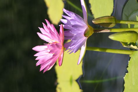 Water Lilies Mim Photo, Lily Lotus, Lotus Flowers, Water Lily, Water Lilies, Lotus Flower, Lotus, Lily, Plants