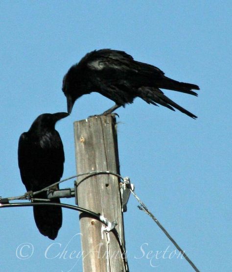 Kissing crows Crow Spirit Animal, Birds Kissing, Two Crows, Four And Twenty Blackbirds, Raven Pictures, Crow Painting, Prom King, Bird Identification, Between Two Worlds