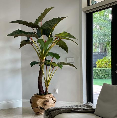 CFA Design Group on Instagram: “Unique and one of a kind. Just like you #cfadesigngroup” Large Fake Plants, Fiddle Leaf Tree, Teak Bowl, Elephant Ear Plant, Hand Carved Teak, Red Plants, Artificial Flowers And Plants, Pink Plant, Big Plants