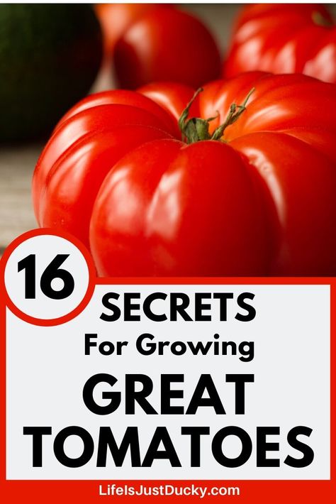 Best Tomatoes For Sauce, Tomato Growing Tips, Tomato Container Gardening, Gardening Tomatoes, Best Tasting Tomatoes, Tomato Growing, Tips For Growing Tomatoes, Growing Vegetables In Pots, Growing Tomato Plants