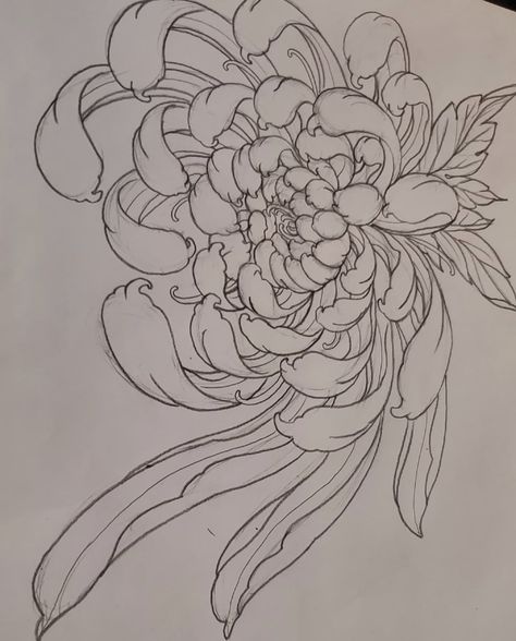 Chinese Peony Drawing, Japanese Flower Tattoo Stencil, Chrisanthiums Flowers Drawing, Crisanthiums Flower Tattoo, Japanese Flower Tattoo Design, Chrysanthemum Tattoo Design, Crisantemo Tattoo, Chrysanthemum Drawing, Tattoo Tutorial