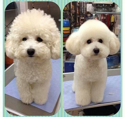 Beauty Toy Poodle Haircut, Toy Poodle Puppy, Poodle Haircut, Dog Grooming Styles, Bichon Dog, Poodle Toy, Poodle Cuts, French Poodle, Dog Grooming Salons