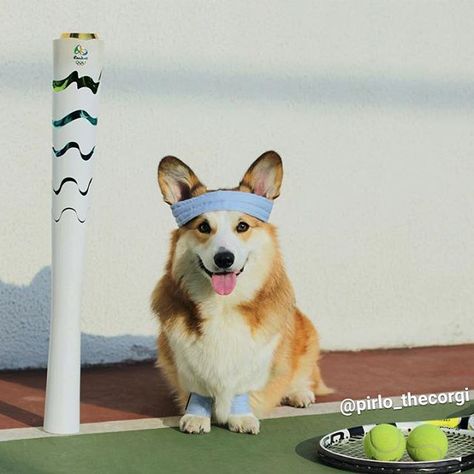 "@pirlo thecorgi us ready for the Olympic Games!" #dogsofinstagram #pet #tagforlikes #love Dog Olympics, The Olympic Games, Dog Pets, Funny Animal Memes, Beautiful Animals, Funny Animal, Olympic Games, Animal Memes, Dog Pictures