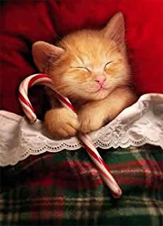 Funny Cat Christmas Cards, Cat Christmas Cards, Christmas Kitties, Christmas Pets, Sleeping Kitten, Christmas Kitten, Cat Pfp, Söt Katt, Candy Cane Christmas