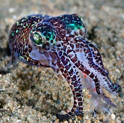 Bobtail Squid, Molluscs, You're Amazing, Pretty Animals, Sea Life, Drawing Reference, Animals