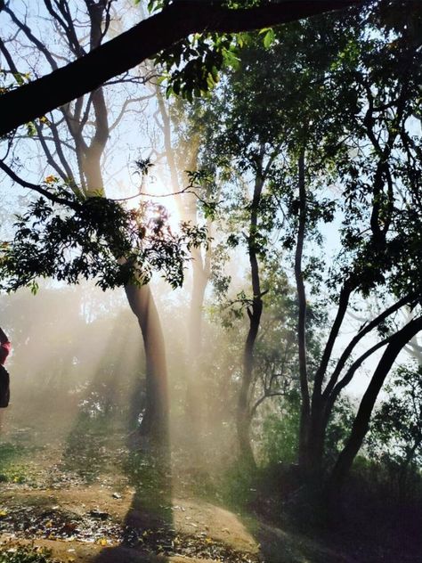 Morning Mist simmering through the folliage Tyndall Effect, Skin Packaging, Bangalore, Country Roads, Packaging, Skin