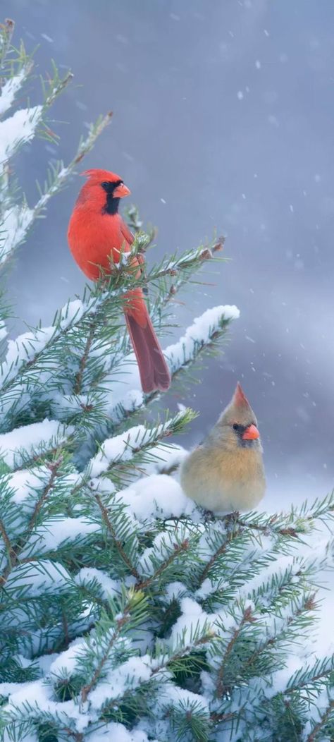 Cardinal Wallpaper, Android Lockscreen, Cardinals Wallpaper, Free Winter Wallpaper, Bird Feeder Craft, Touch Your Heart, Screen Wallpapers, Cat City, Christmas Cardinals