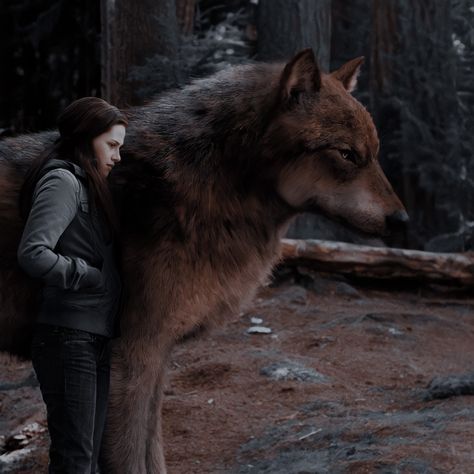 @𝒗𝒂𝒔𝒈𝒖𝒆𝒕𝒕 Twilight Aesthetic Wolf, Bella Swan Twilight, Twilight Wolf, Werewolf Aesthetic, Twilight Aesthetic, Twilight Photos, Wolf Photography, Twilight Pictures, Wolf Photos