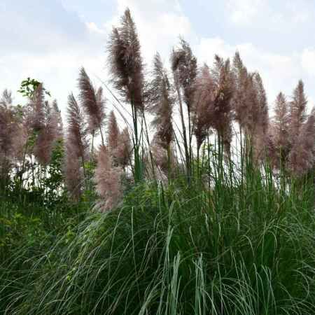 Plants That Grow in Shade for Zone 8b Gardens: Bringing Color to Shady Retreats ~ Garden Down South Pampas Grass Garden, Zone 8 Plants, Zone 8b, Grass Garden, Grasses Garden, Soil Improvement, Yellow Leaves, Companion Planting, Down South