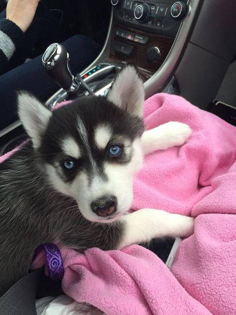 14 Cute Husky Pics Who Love Comfort | PetPress Siberian Husky Puppies Blue Eyes, Blue Eyed Husky Puppy, Blue Eyed Husky, Caine Husky, Husky With Blue Eyes, Alaskan Malamute Puppies, Cute Husky Puppies, Alaskan Husky, Husky Pics