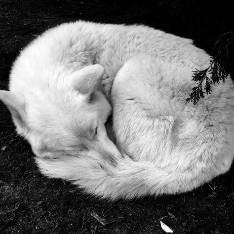 Seth Capella, Aesthetic Wolf, Sleeping Wolf, Werewolf Aesthetic, Wolf Husky, Wolf Hybrid, Wolf Photos, Wolf Spirit Animal, Wolf Love