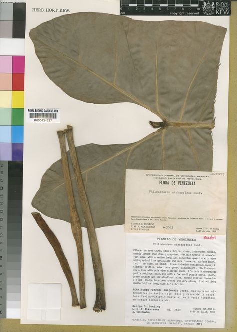 Philodendron atabapoense G.S.Bunting | Plants of the World Online | Kew Science Philodendron Atabapoense, Biome, Bunting, Science, Range, Plants, The World