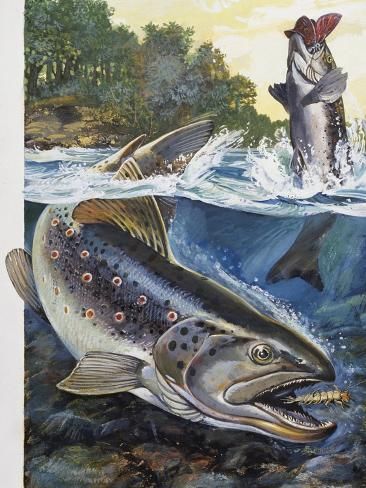 size: 12x9in Giclee Print: Brown Trout (Salmo Trutta), Salmonidae : Large Mouth Bass, Tapestry Nature, Cook Dinner, Afghan Throw Blanket, Brown Trout, Largemouth Bass, Lodge Decor, Wildlife Nature, Tapestry Throw