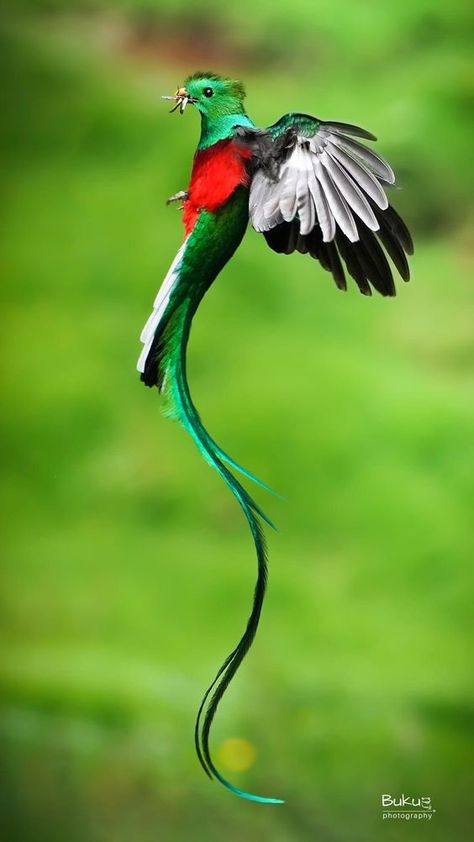 Quetzal Tattoo, Resplendent Quetzal, Animal Print Wallpaper, Rare Species, Most Beautiful Birds, Exotic Bird, Unusual Animals, Rare Birds, Nature Birds