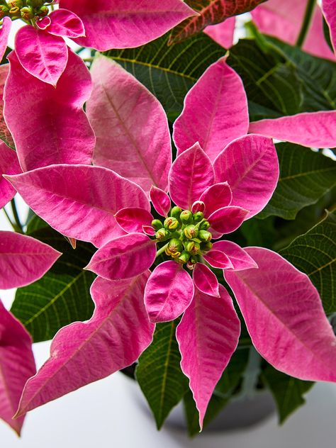 We've got all the tips you need for keeping poinsettia plants looking their best through the entire holiday season and beyond. And you can even try getting your poinsettias to rebloom next year. #poinsettia #poinsettiatips #rebloompoinsettias #poinsettiacare #bhg Christmas Botanicals, Poinsettia Care, Red Succulents, Poinsettia Plant, White And Pink Roses, Fresh Christmas Trees, Poinsettia Flower, Christmas Inspo, Colorful Plants