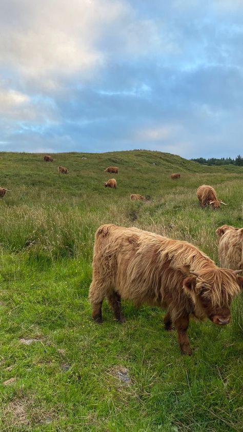 Highland Cow Scotland, Highland Cows Scotland, Scottish Highland Aesthetic, Scotland Life Aesthetic, Travel Scotland Highlands, Travel Aesthetic Scotland, Highlands Of Scotland, The Highlands Scotland, Scotland Aesthetic Summer