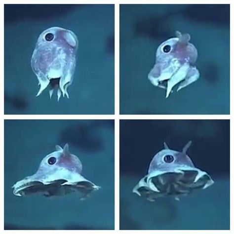 Flap Jack Octopus, Cool Sea Creatures, Weird Sea Creatures, Dumbo Octopus, Bakugou Manga, Cute Octopus, Deep Sea Creatures, Beautiful Sea Creatures, Pretty Animals