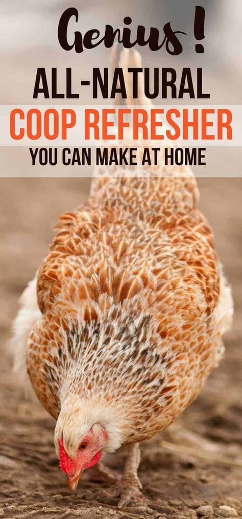 Coop Refresher: All Natural & Organic Diy Coop, Backyard Country, Urban Chicken Farming, Baby Chicks Raising, Chicken Incubator, Portable Chicken Coop, Chicken Coop Run, Country Ideas, Urban Chickens