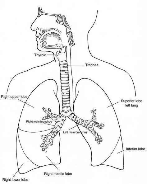 Illustration Of Respiratory System Poster by Science Source Respiratory System Drawing Easy, Respiratory System Drawing, Respiratory System Poster, Photograph Illustration, Human Respiratory System, Science Drawing, Anatomy Illustration, The Respiratory System, Drawing Pencil Sketches