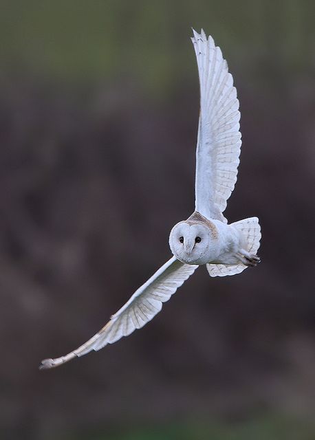 Owls Wings, Drawing Owls, Barn Owl Tattoo, Owl Tat, Owl Flying, Owl Photography, Barn Owls, Nocturnal Animals, Owl Pictures