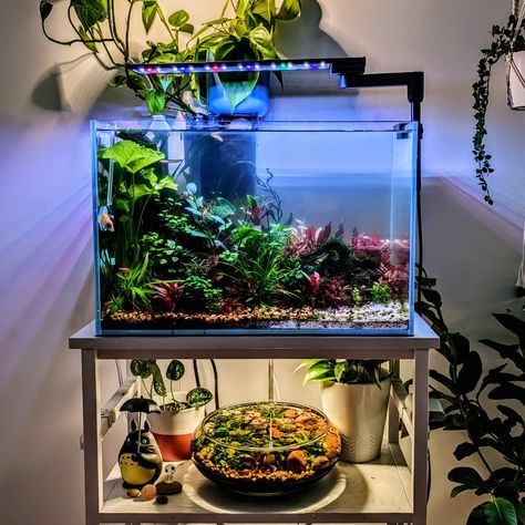 Vibrant planted aquarium 🌱 #aesthetic #aquaticplants #aquascaping #aquarium #plantedaquarium #plants #plantedtank #tanksetup Aqua Scape, Aquarium Aesthetic, Aquarium Plants, Aquascaping, Aquatic Plants, Planted Aquarium, Blood Red, The Cottage, Super Excited