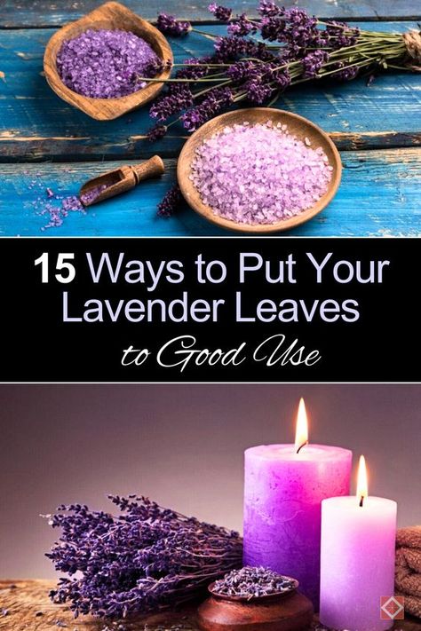 Explore 15 practical uses for lavender leaves in this homesteading guide. From crafting calming teas and DIY cleaners to making aromatic sachets and skin care products, discover how to utilize every part of your lavender plant. Perfect for those seeking sustainable and natural solutions for home and wellness. 🌸 #Homesteading #LavenderUses Lavender Plant Indoors, Calming Teas, Uses For Lavender, Hippy Life, Lavender Uses, Lavender Crafts, Lavender Leaves, Natural Cleaning Solutions, Relaxing Tea