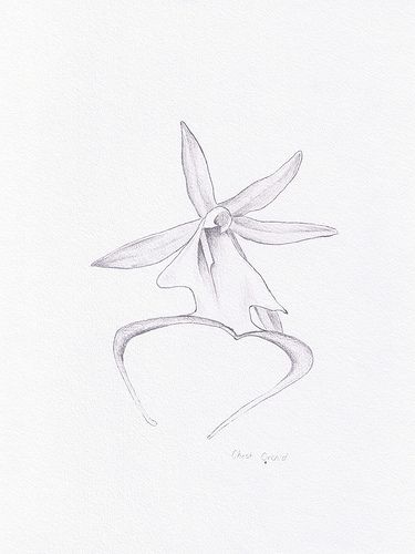 ghost orchid drawn Ghost Orchid Drawing, Ghost Orchid Tattoo, Dangerous Plants, Ghost Orchid, Orchid Drawing, Drawing Steps, Botanical Sketchbook, Orchid Tattoo, Geek Tattoo