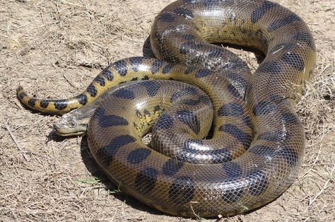 You Won't Believe What They Found Inside This Dead Anaconda | IFLScience Anaconda Attack, Anaconda Verde, World Biggest Snake, World's Largest Snake, Rainforest Crafts, Giant Anaconda, Anaconda Snake, Green Anaconda, Snake Facts