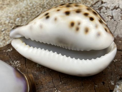 Tiger Cowrie White Top Seashells (Cypraea Tigris) Cowry-Seashells-Seashells for Crafting-Nautical Decor-Beach Decor- FREE SHIPPING! starting from $8.95 See more. #Decorations #TigerCowry #LargeCowry #Shells #TigerShell #SmoothShells #RoundShells #BrownShells #Embellishments #Floridashellsandmore Tiger Cowrie Shell, Starfish Craft, Sea Glass Crafts, Scallop Shells, Brown Spots, Cowrie Shell, Small Decor, Nautical Decor, Glass Crafts