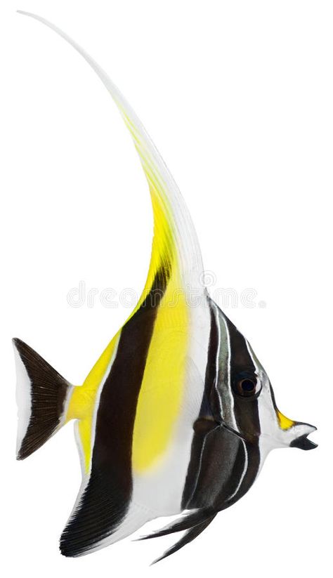 Moorish Idol Fish, Africa Tattoo, Moorish Idol, Drawing Fish, Africa Tattoos, Vector Graphics Design, Canvas Painting Diy, Angel Fish, Ink Drawings