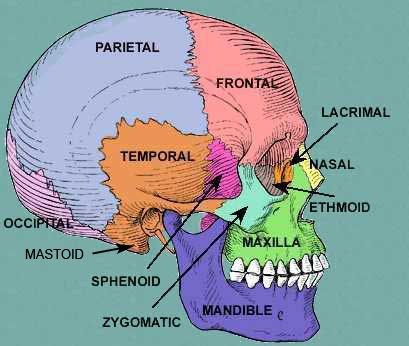 Bones of the head Medical Student Study, Nursing School Survival, Human Body Anatomy, Nursing School Studying, Nursing School Tips, Medical School Studying, Nursing School Notes, Human Anatomy And Physiology, Medical Terminology