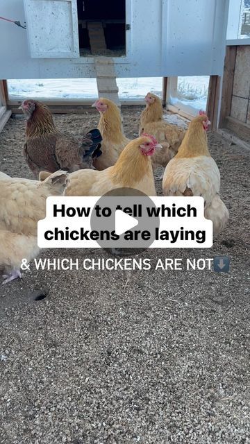 Beth | Quality Chicken Coops for Happy Flocks on Instagram: "How to tell which chickens in your flock are laying and which ones are not!⬇️  Naturally chickens go through different stages of laying eggs. During certain seasons and depending on when your chicken molts, it is very typical for them to have a time where they don’t lay any eggs.   Here in Utah our days are starting to stretch out and we are now enjoying the slight increase of daylight hours.   We are starting to see a few more eggs in the nesting boxes which mean the ladies are picking back up again🙌🏻  So when you’re out hanging with your flock next, be sure to pay attention to comb color! You’ll be quickly able to figure out who is paying rent and who is free loading 😉  #backyardchickens #happychickens #layingeggs #farmfresh Chicken Laying Boxes Ideas, Chicken Nesting Box Ideas, Chicken Laying Boxes, Molting Chickens, Paying Rent, Farming Ideas, Youtube Hacks, Egg Laying, Chicken Coops