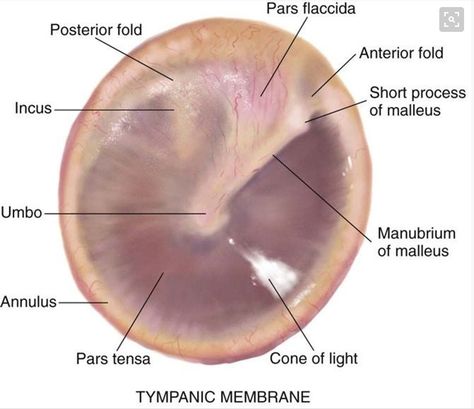 Tympanic Membrane Anatomy Audiology Student, Tympanic Membrane, Pediatric Nurse Practitioner, Nurse Practitioner School, Ear Anatomy, Nursing Assessment, Surgical Technologist, Family Nurse Practitioner, Medical Anatomy