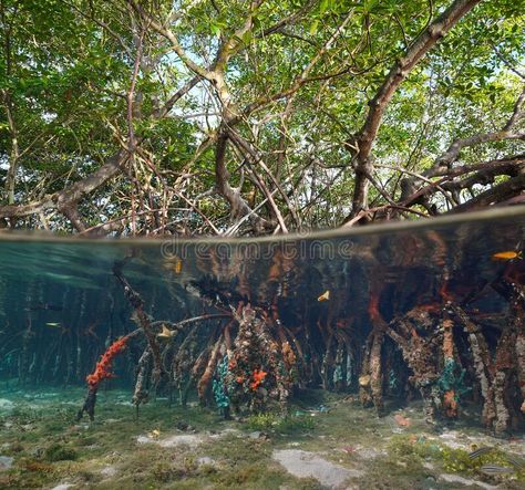 Red mangrove trees in the sea with their roots underwater stock image Mangrove Forest Drawing, Mangrove Aesthetic, Mangrove Ecosystem, Ecosystem Project, Red Mangrove, Mangrove Trees, Mangrove Tree, Ocean Games, Ecosystems Projects