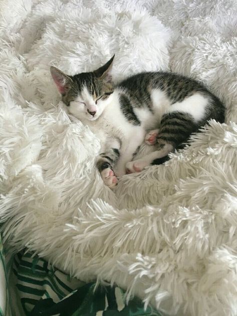 Adorable tabby and white kitten on floof. White Tabby Cat, White Kitten, Tabby Kitten, Water Animals, Cat Pose, White Kittens, Cat Aesthetic, Cute Cats And Kittens, Tabby Cat