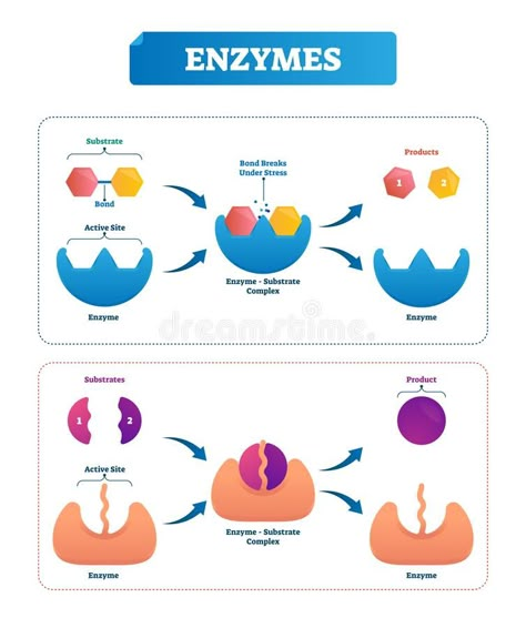 Enzymes Biology, Biochemistry Notes, Biology Worksheet, Biology Resources, Ap Biology, Biology Lessons, Medical School Studying, Teaching Biology, Science Notes