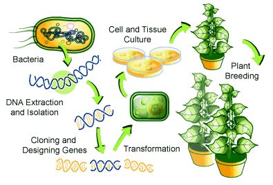 Plant Genetics, Learning Biology, Microbiology Study, Recombinant Dna, Science Text, Watermelon Nutrition Facts, Dna Technology, Biology Worksheet, Conservation Biology