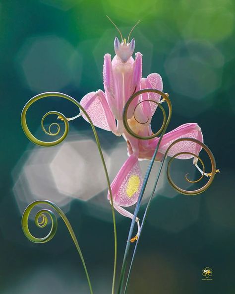 Mantis Marvel, Congratulations Photos, Orchid Mantis, Foto Macro, Beautiful Dogs Photos, Nature Aesthetics, Award Winning Photography, Hidden Beauty, Beautiful Bugs