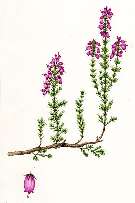 Heather Flower Drawing, Bell Heather, Lizzie Harper, Calluna Vulgaris, Heather Flower, Heather Plant, Magenta Flowers, Mushroom Pattern, Step By Step Watercolor