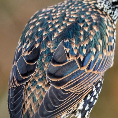 Starling Aesthetic, Biodiversity Project, Starling Bird, Nature Enthusiast, Spaceship Earth, Art Study, Heart Flutter, Urban Nature, Black Feathers