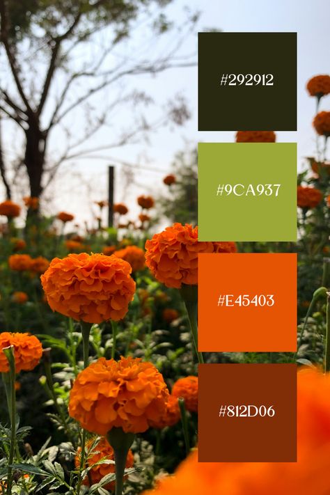 A beautiful Green and orange palette for a field of marigold flowers set against lush green foliage. The contrast between the bright orange petals and the deep green leaves creates a stunning and vibrant scene. Marigold Color Palette, Green And Orange Palette, Bright Color Combos, Color Scheme Generator, Marigold Wedding, Orange Color Palette, Color Generator, Orange Palette, Marigold Flowers