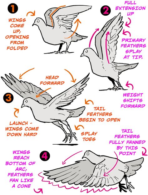 Wing Anatomy, Draw Bird, Etherington Brothers, How To Simplify, Wings Drawing, Animation Sketches, Animal Study, Wings Art, Bird Wings