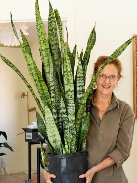 Decorating With Snake Plants, Large Snake Plant, Repotting Snake Plant, Snake Plant Decor, Snake Plant Indoor, Snake Plant Care, Porch Flowers, Plant Care Houseplant, Green Inspiration